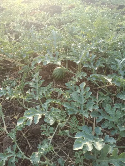 Melancia cultivada em campo aberto