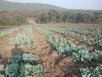 Processo de plantio no campo