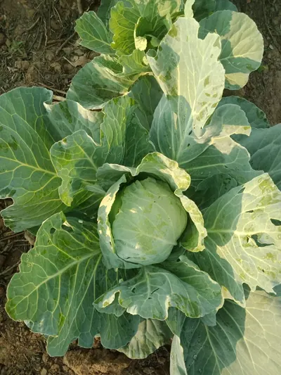 Repolho cultivado na Fazenda MaisLuz