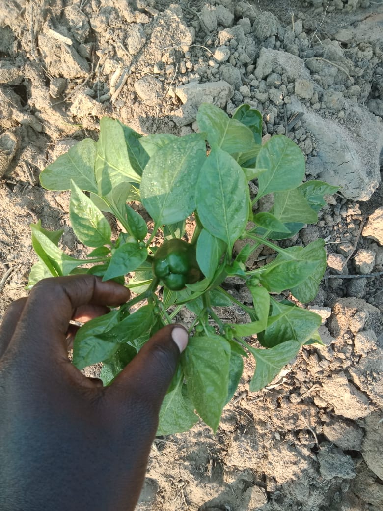 Plantio