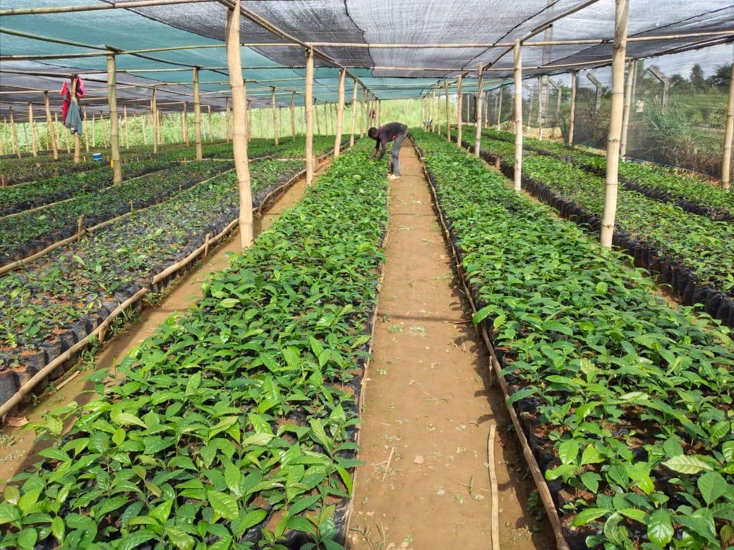 Fazenda MaisLuz
